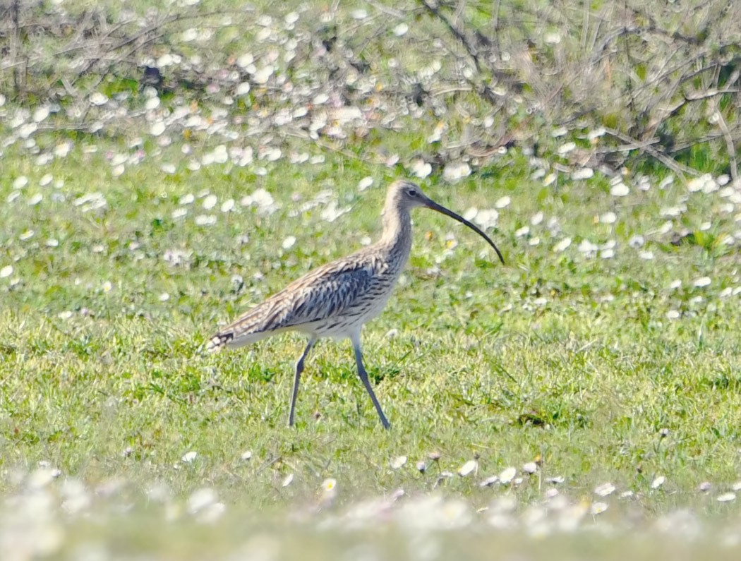 Eurasian Curlew - ML620492290