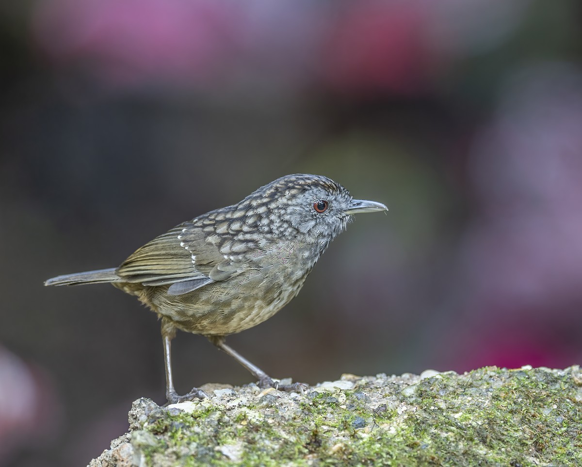 Streaked Wren-Babbler - ML620492292