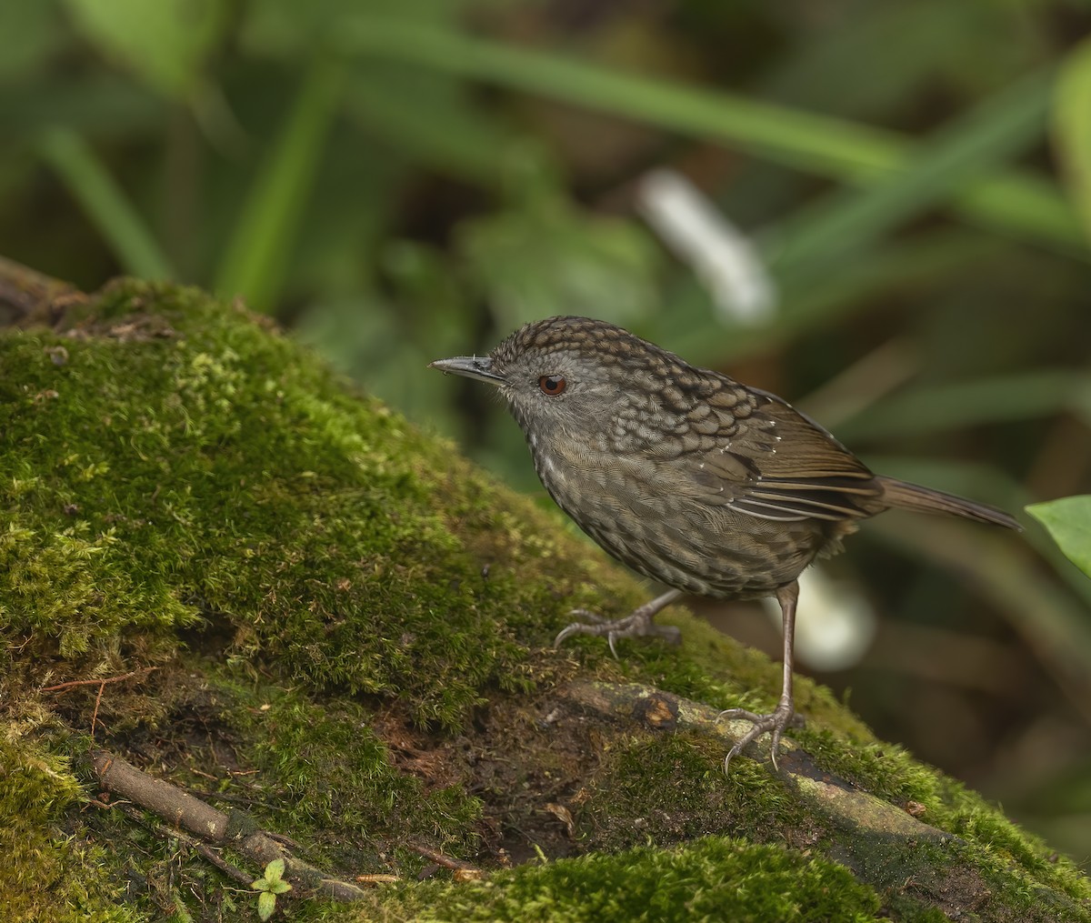 Streaked Wren-Babbler - ML620492293