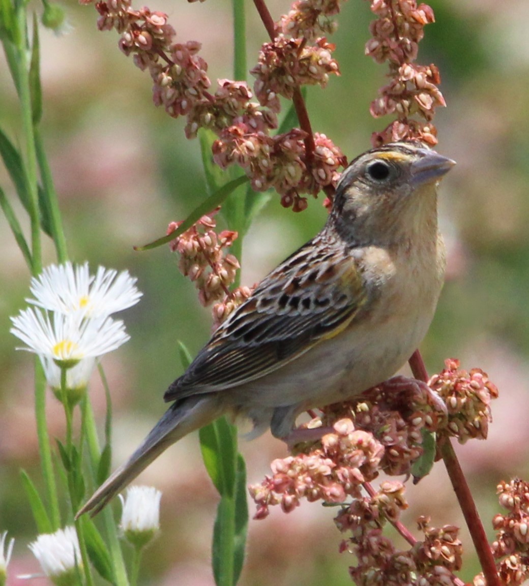 Grasshopper Sparrow - ML620492294