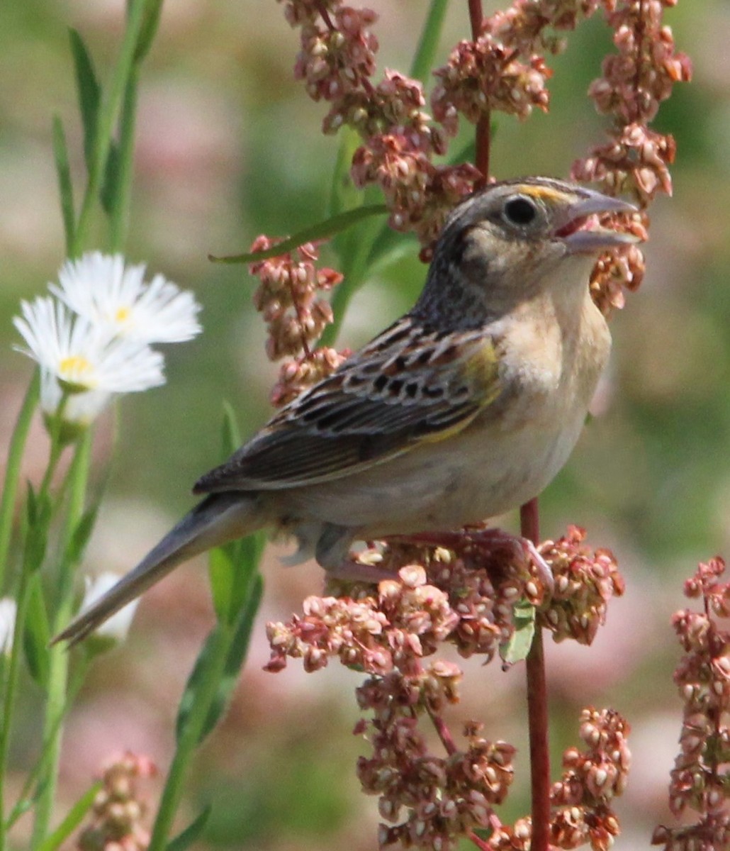 Grasshopper Sparrow - ML620492296