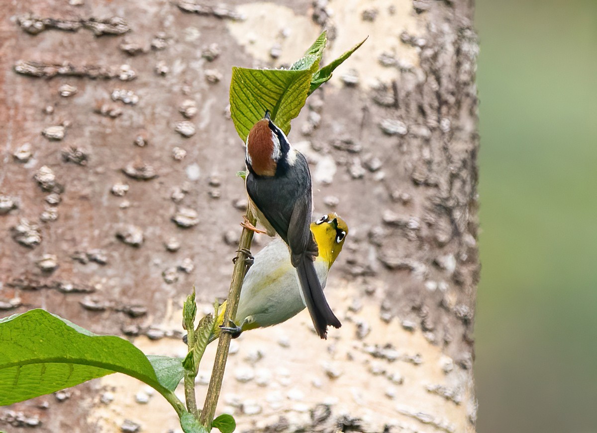 Black-throated Tit - ML620492298