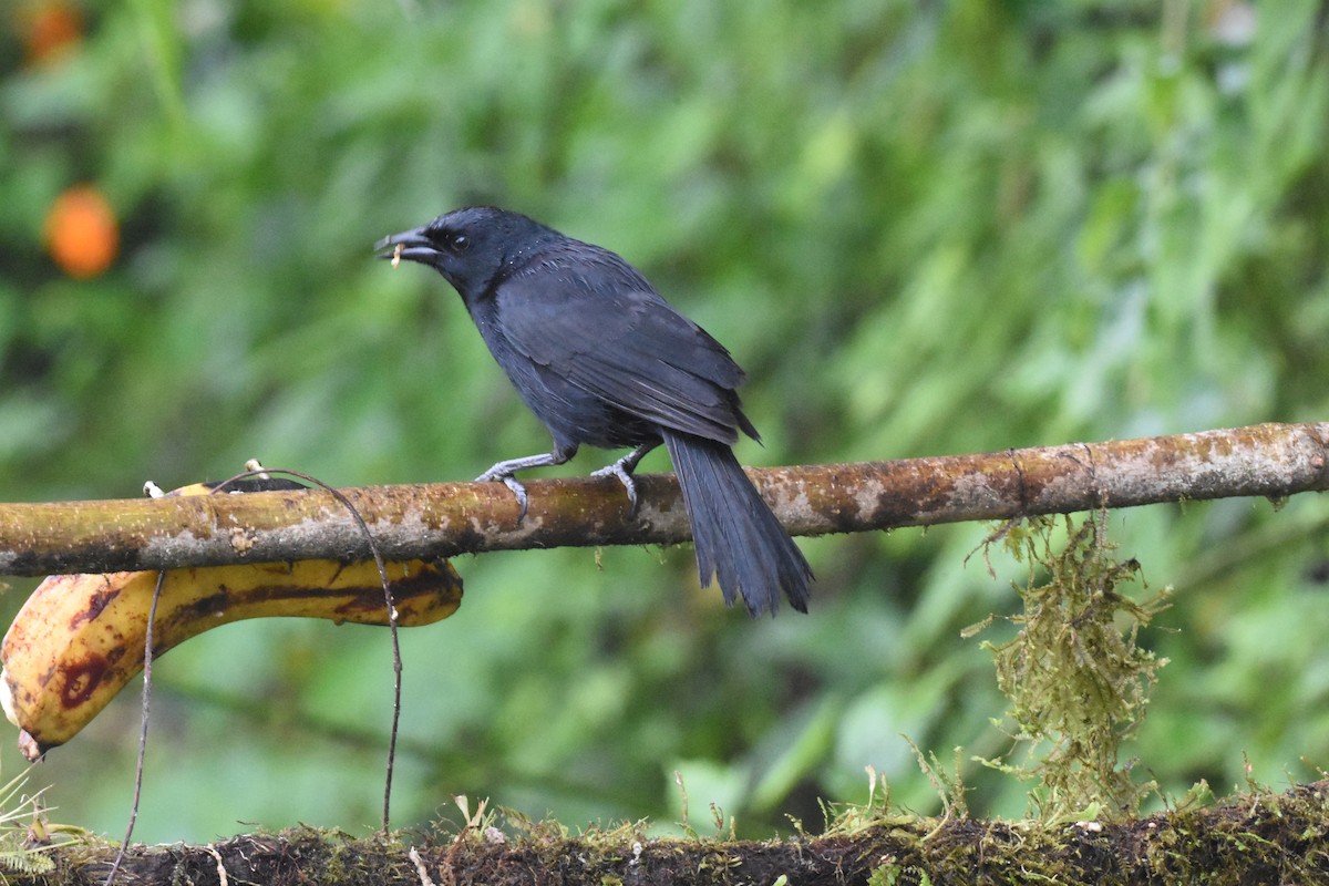 Scrub Blackbird - Jerry Davis