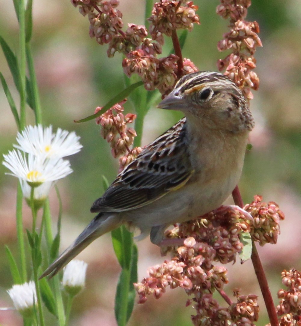 Grasshopper Sparrow - NE Ohio Duck Tracker - JUDY   ( ')>