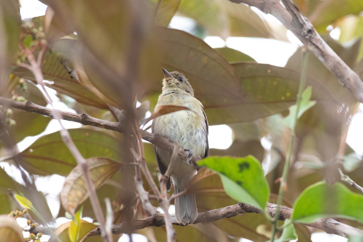 Black-faced Dacnis - Andre Moncrieff