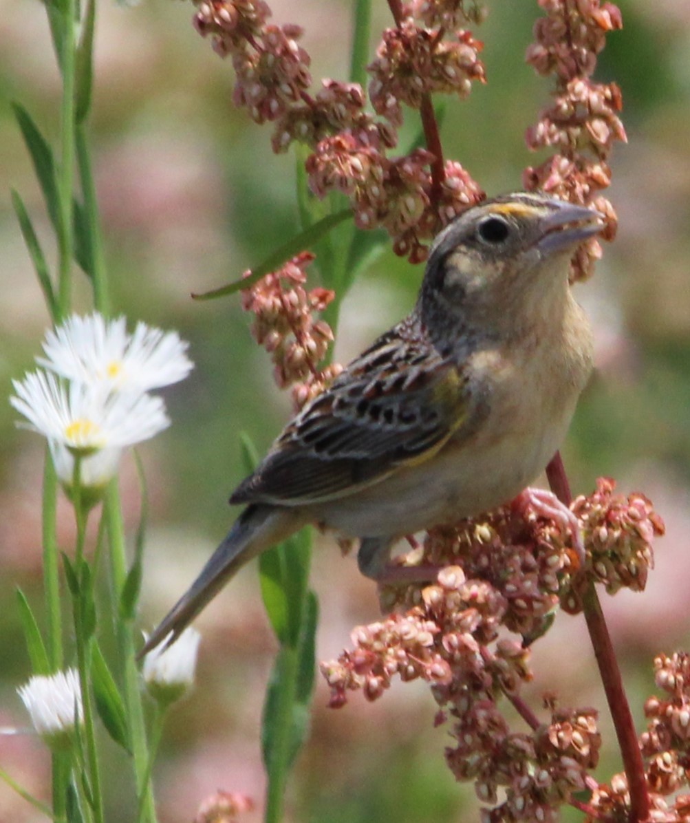 Grasshopper Sparrow - ML620492308