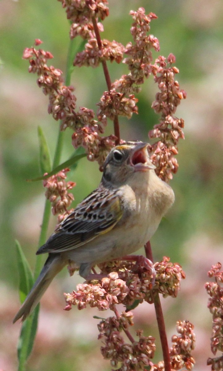 Grasshopper Sparrow - ML620492309