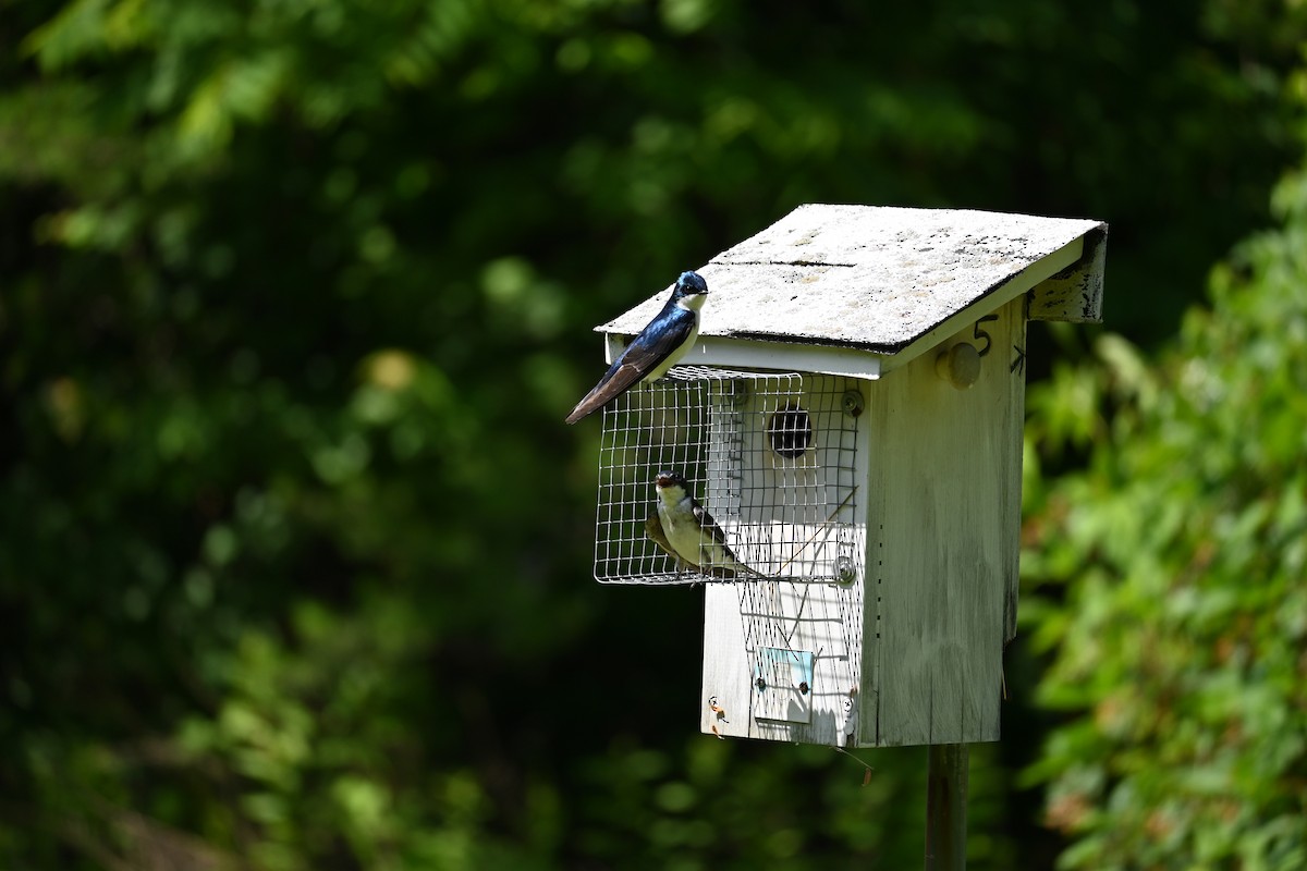 Tree Swallow - ML620492312