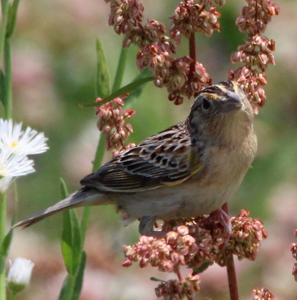 Grasshopper Sparrow - ML620492313