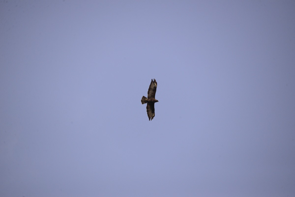 Common Buzzard - ML620492314