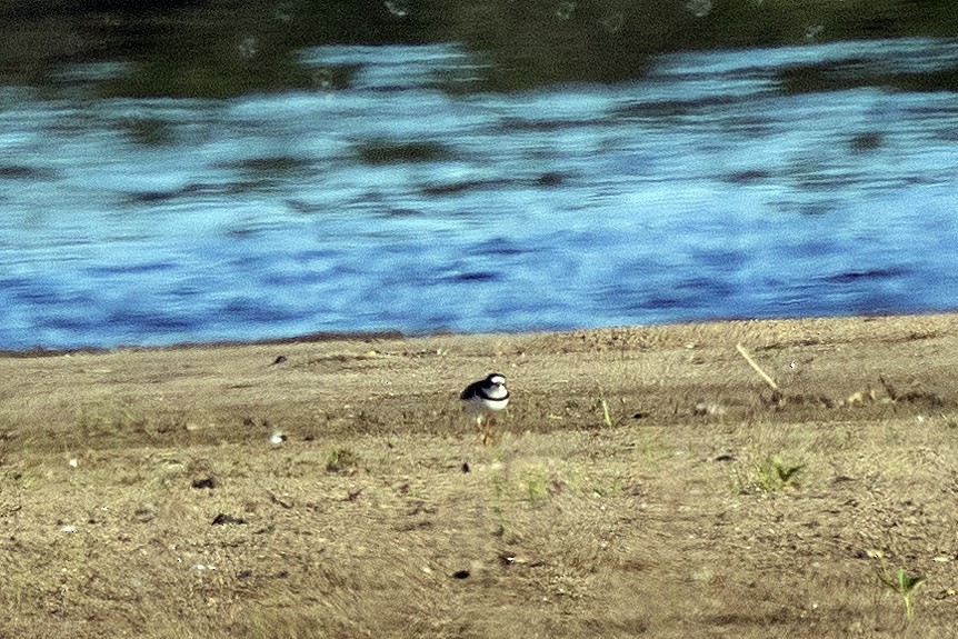 Semipalmated Plover - ML620492317