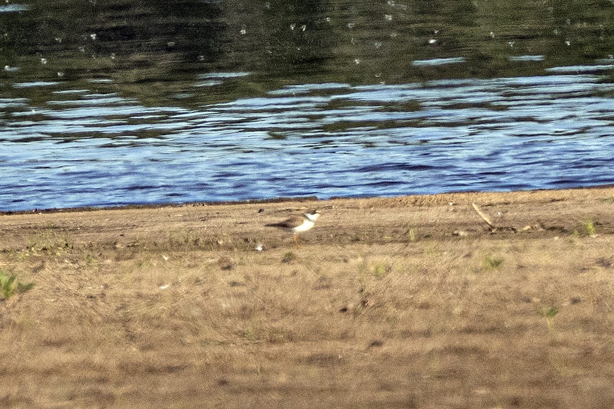 Semipalmated Plover - ML620492318