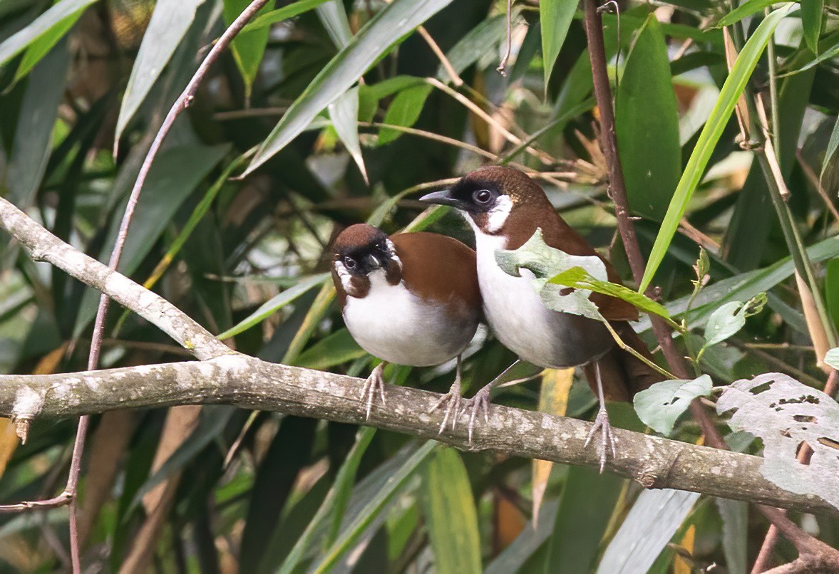 Gray-sided Laughingthrush - ML620492320