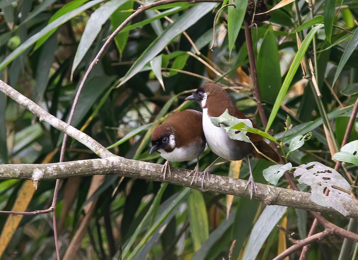 Gray-sided Laughingthrush - ML620492322