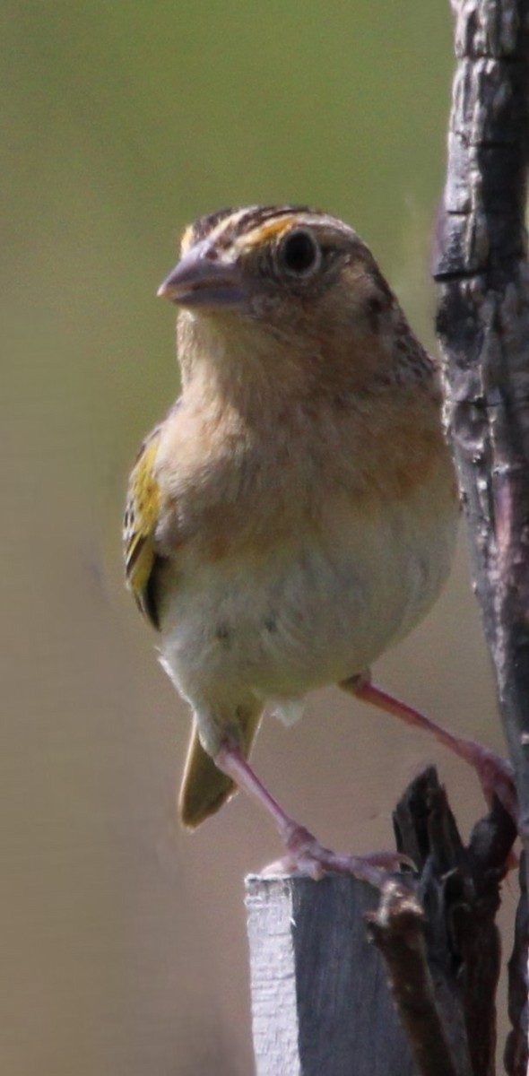 Grasshopper Sparrow - ML620492324