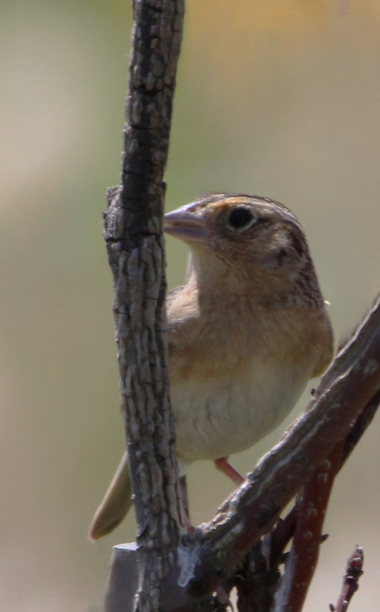 Grasshopper Sparrow - ML620492333