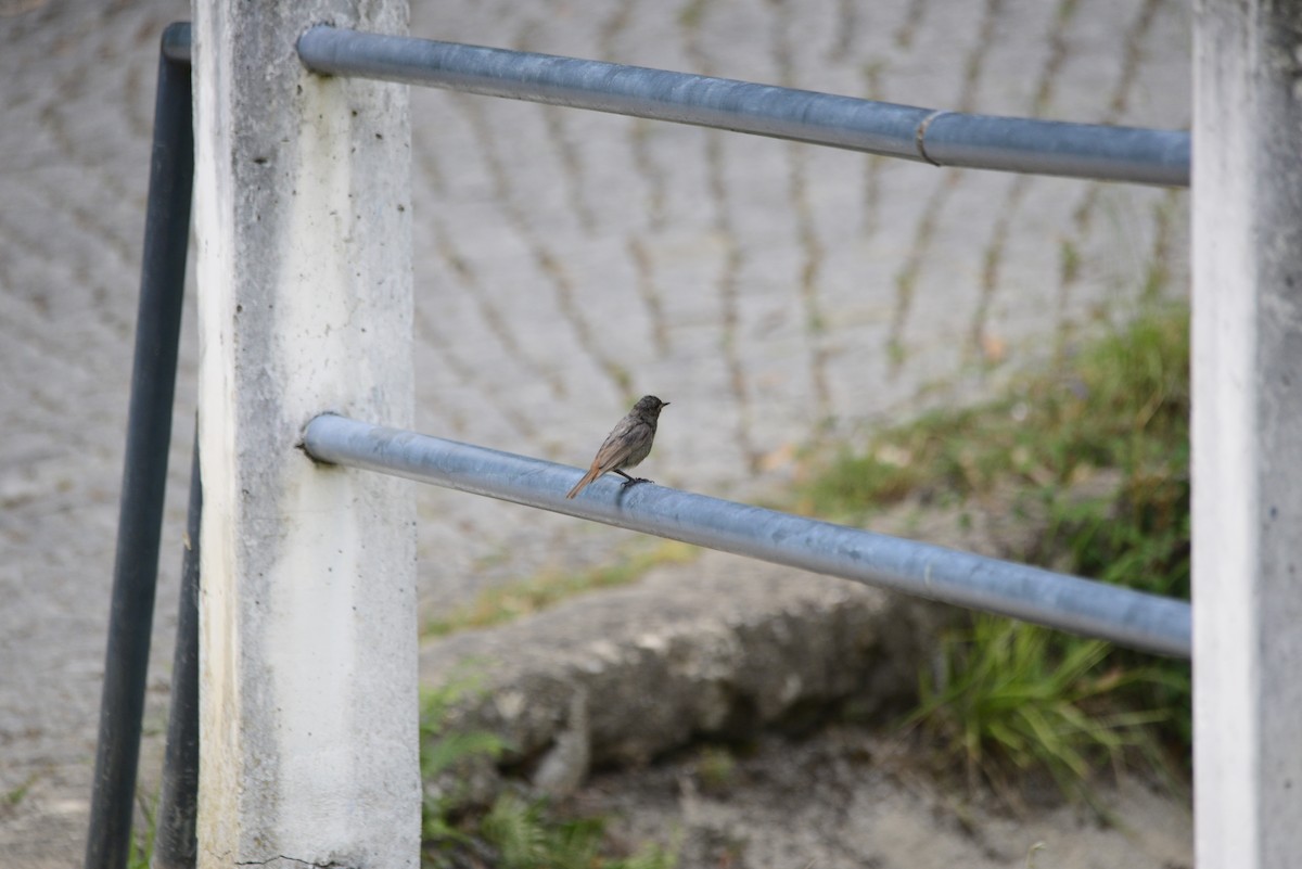 Black Redstart - ML620492336