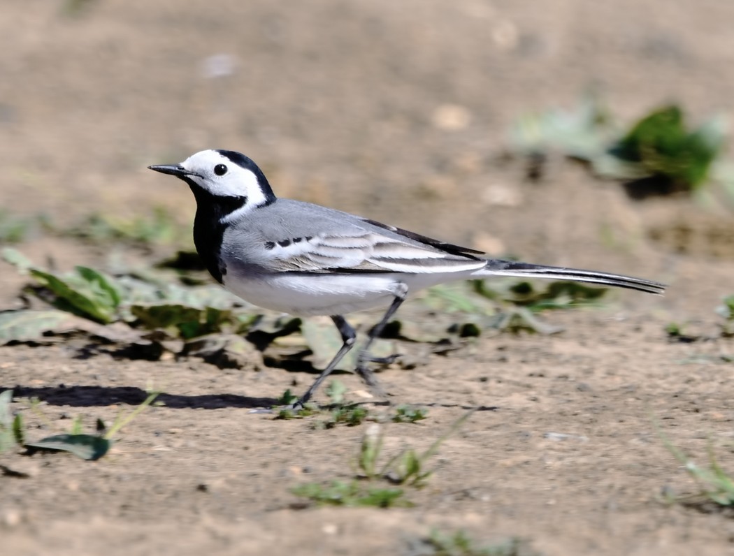 White Wagtail - Ömür Erkan