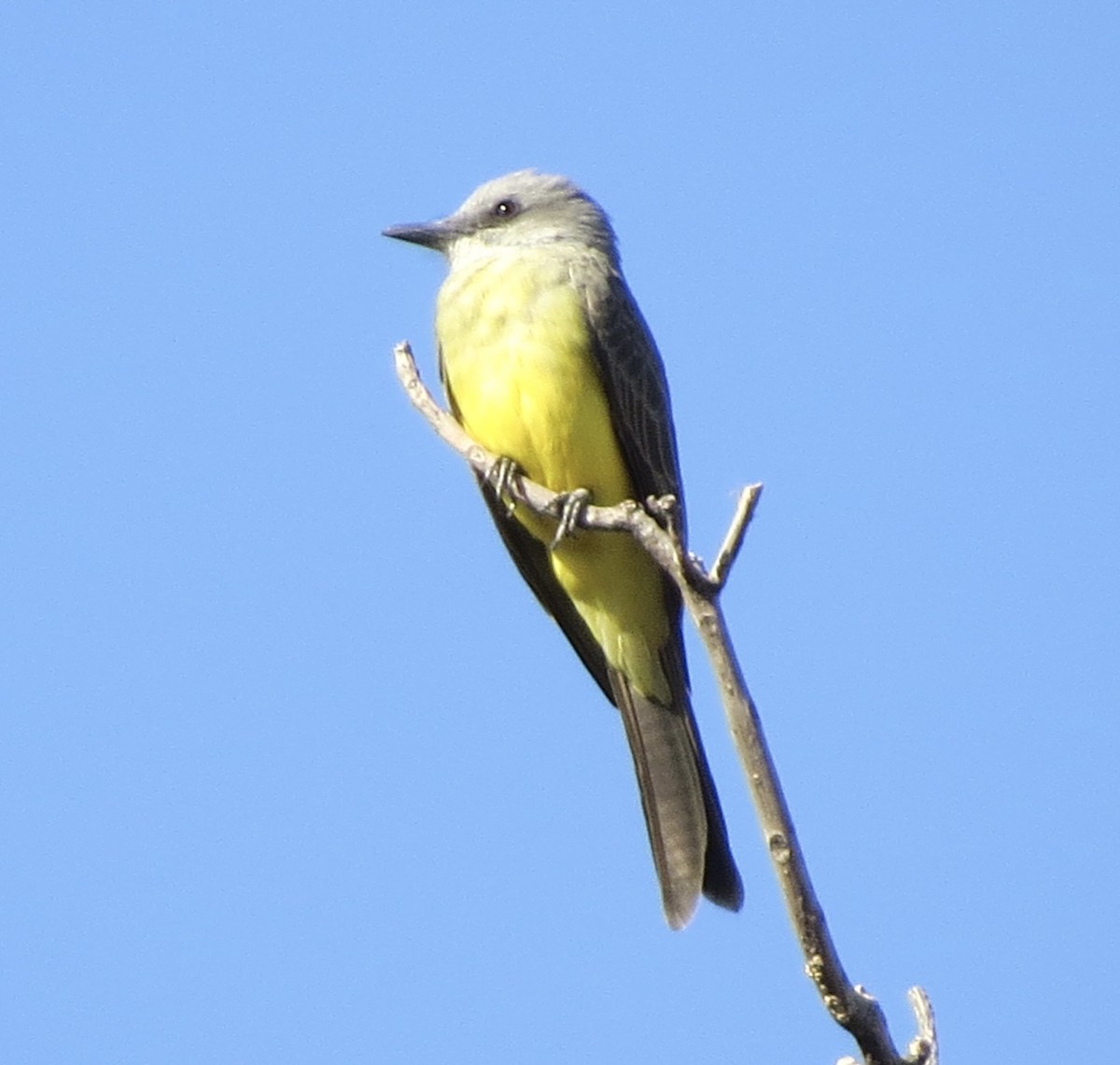 Tropical Kingbird - ML620492341