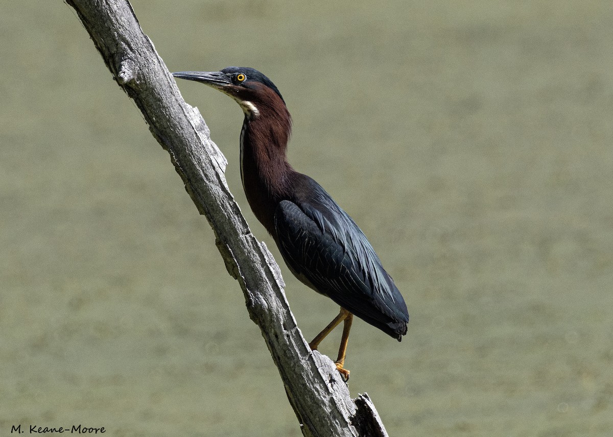 Green Heron - ML620492346