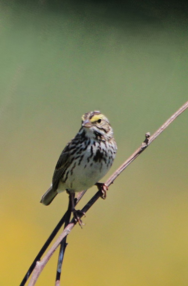 Savannah Sparrow - ML620492347