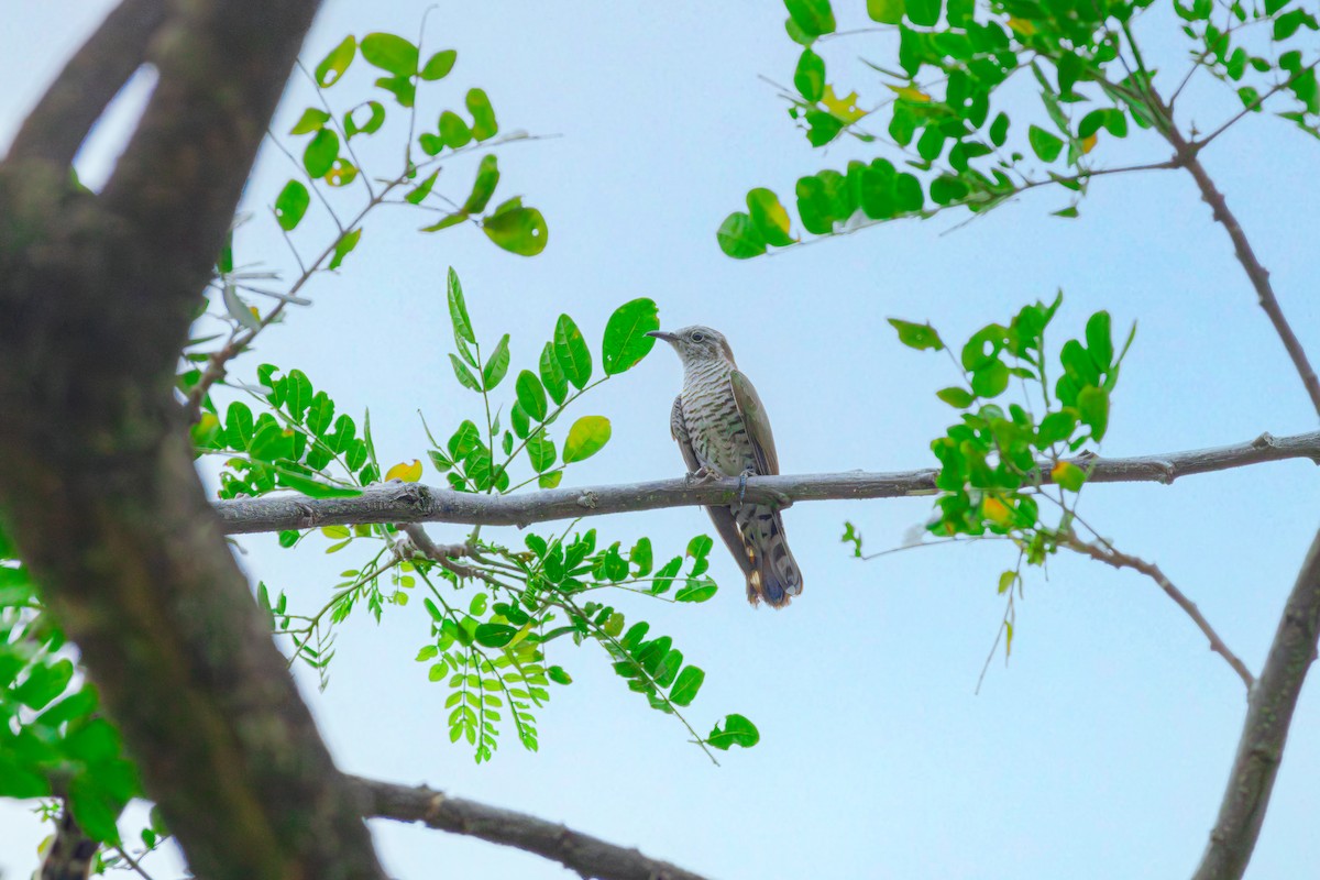 Little Bronze-Cuckoo - ML620492348