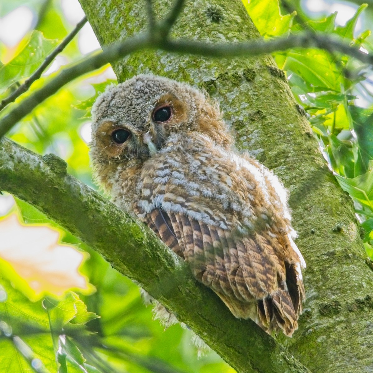 Tawny Owl - ML620492351