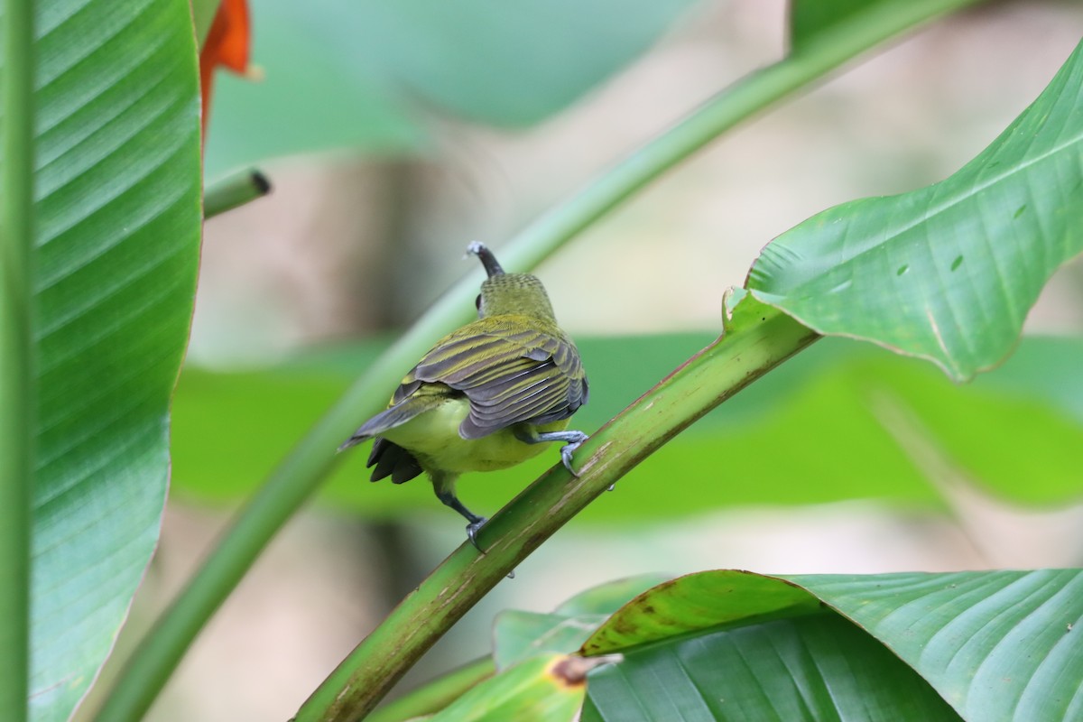 Little Spiderhunter - ML620492352