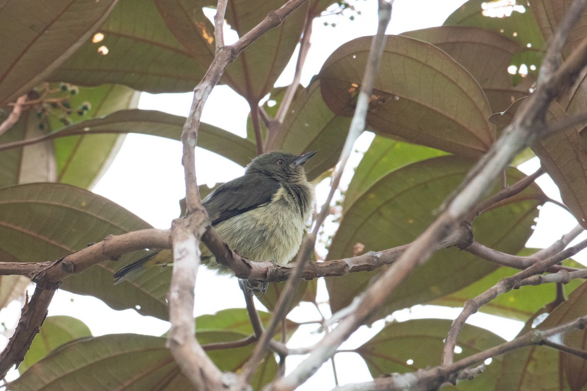 Black-faced Dacnis - ML620492358