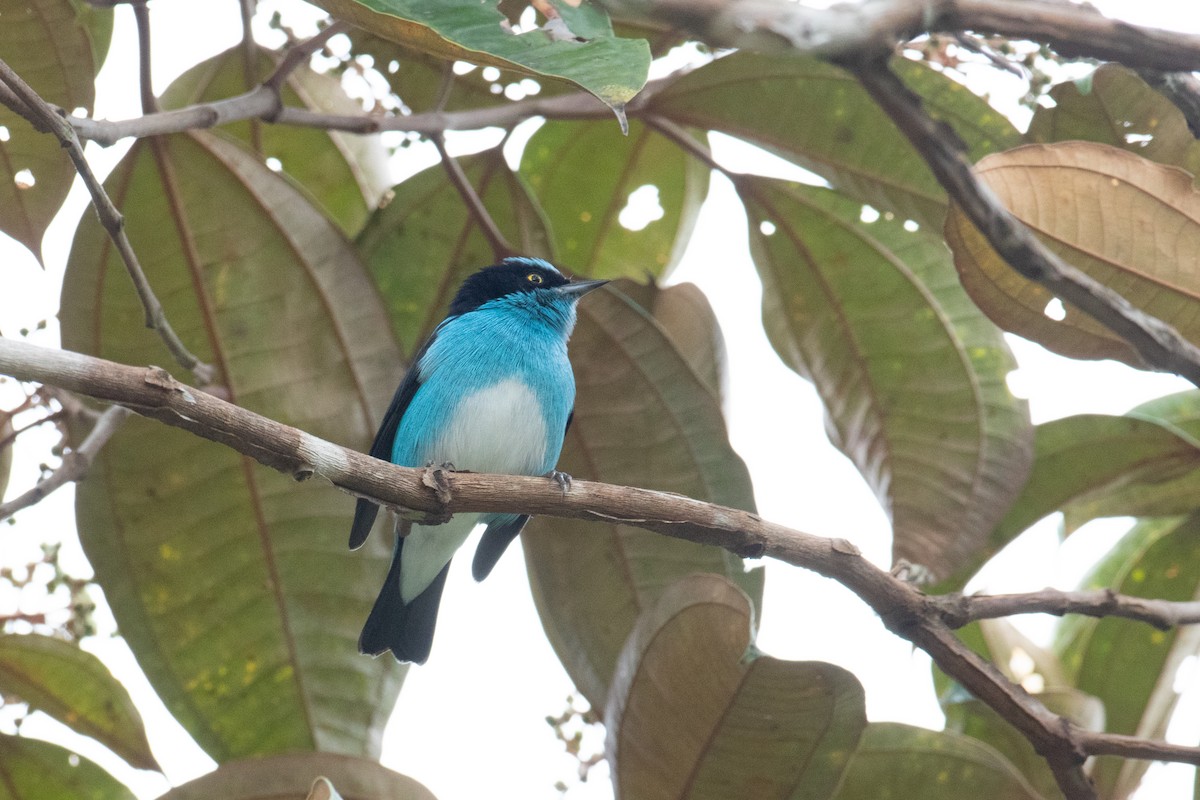 Black-faced Dacnis - ML620492359