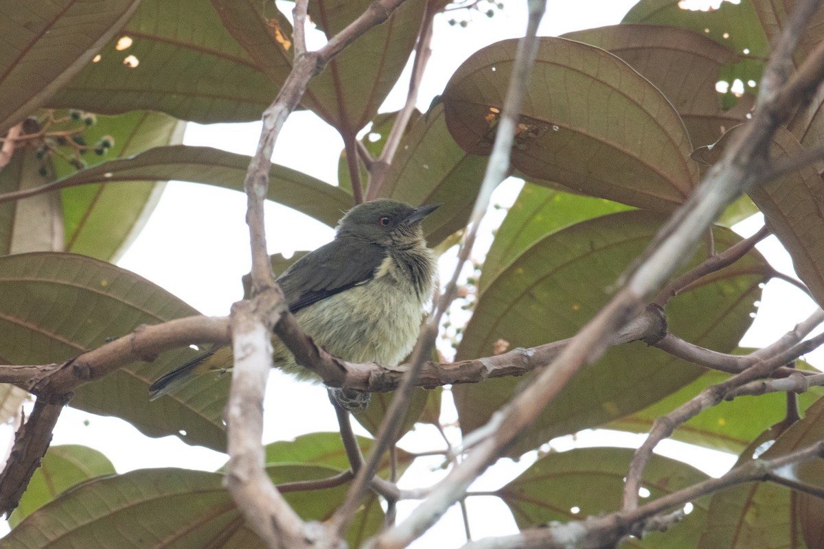 Black-faced Dacnis - ML620492360