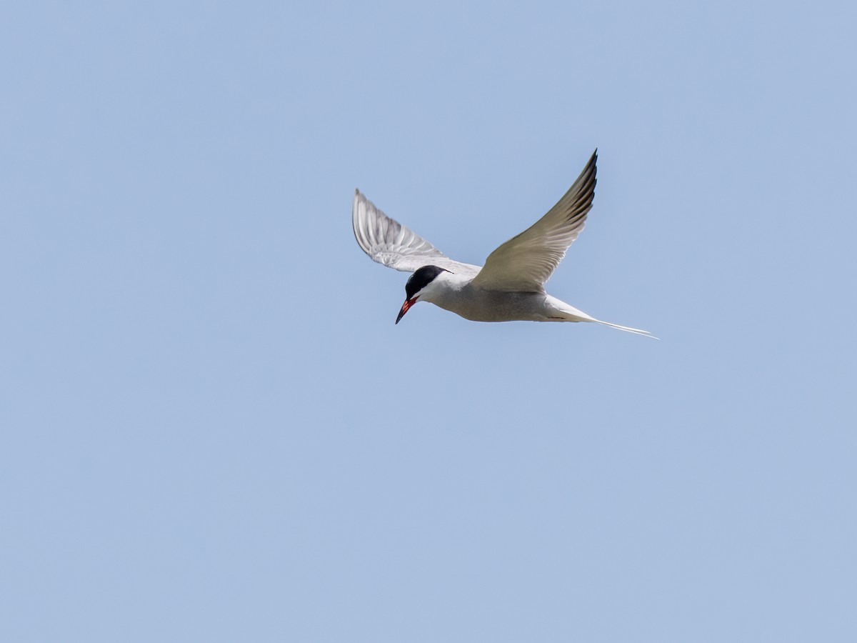 Common Tern - ML620492361