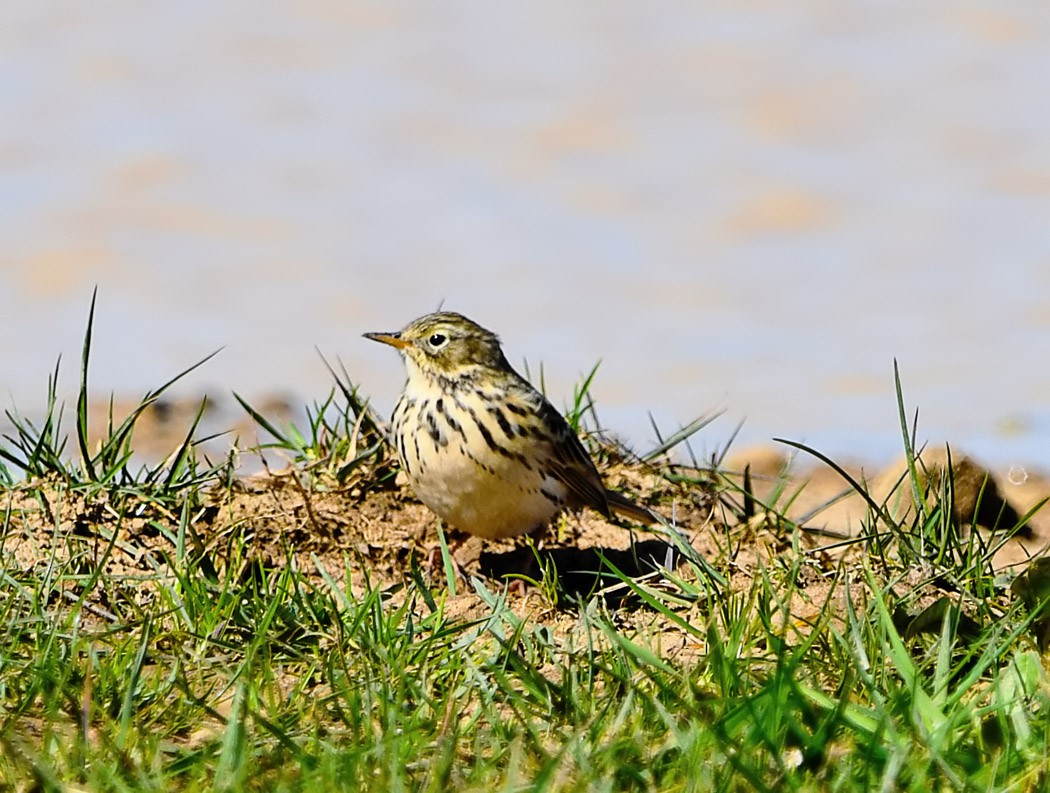 Meadow Pipit - ML620492362