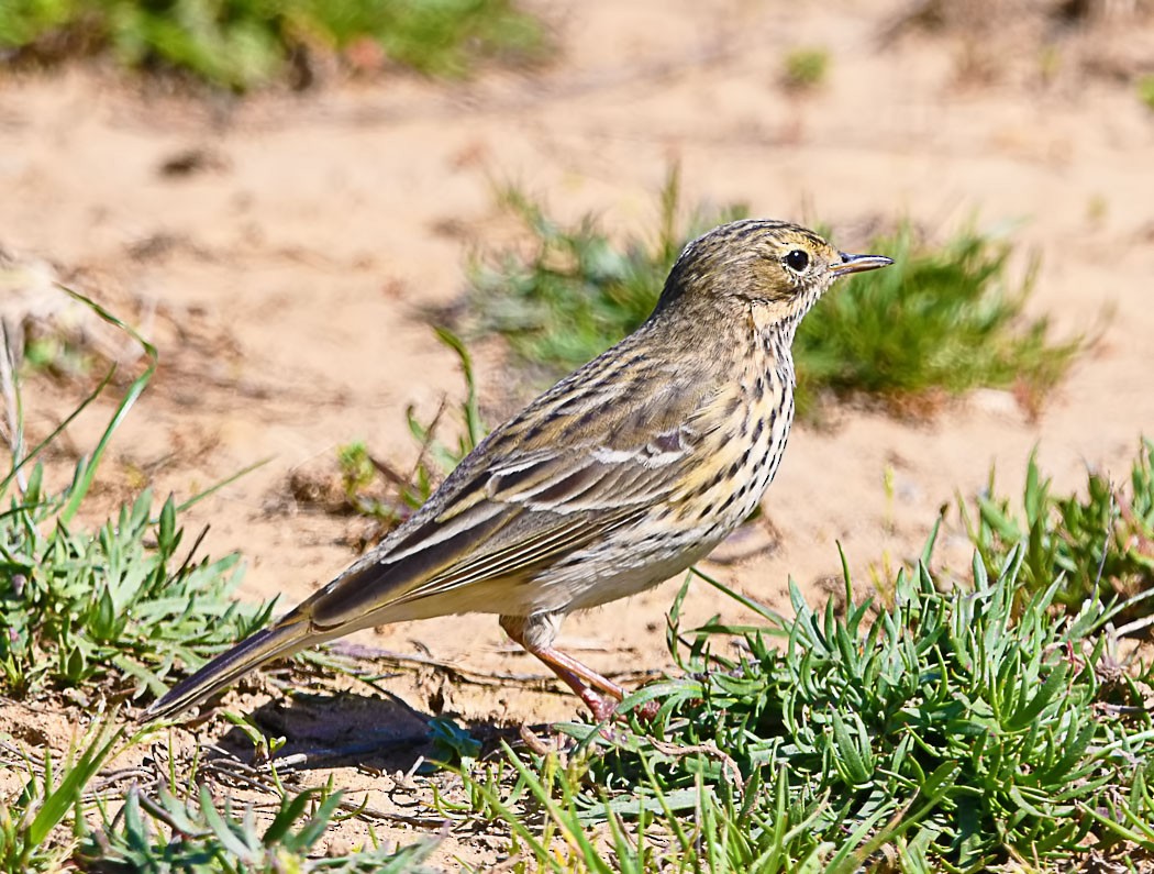 Meadow Pipit - ML620492363