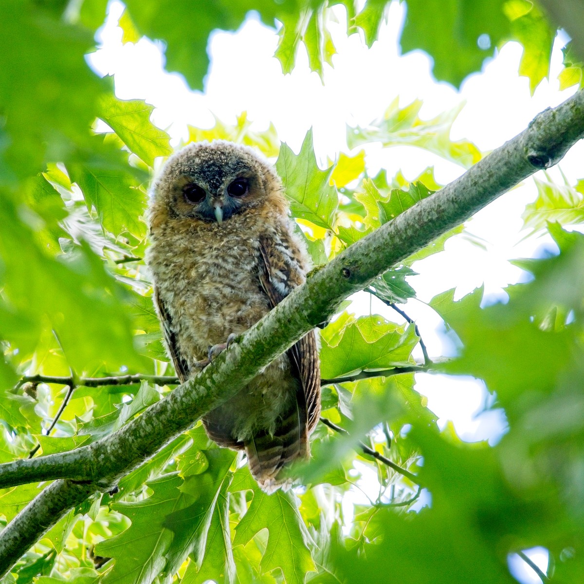 Tawny Owl - ML620492365