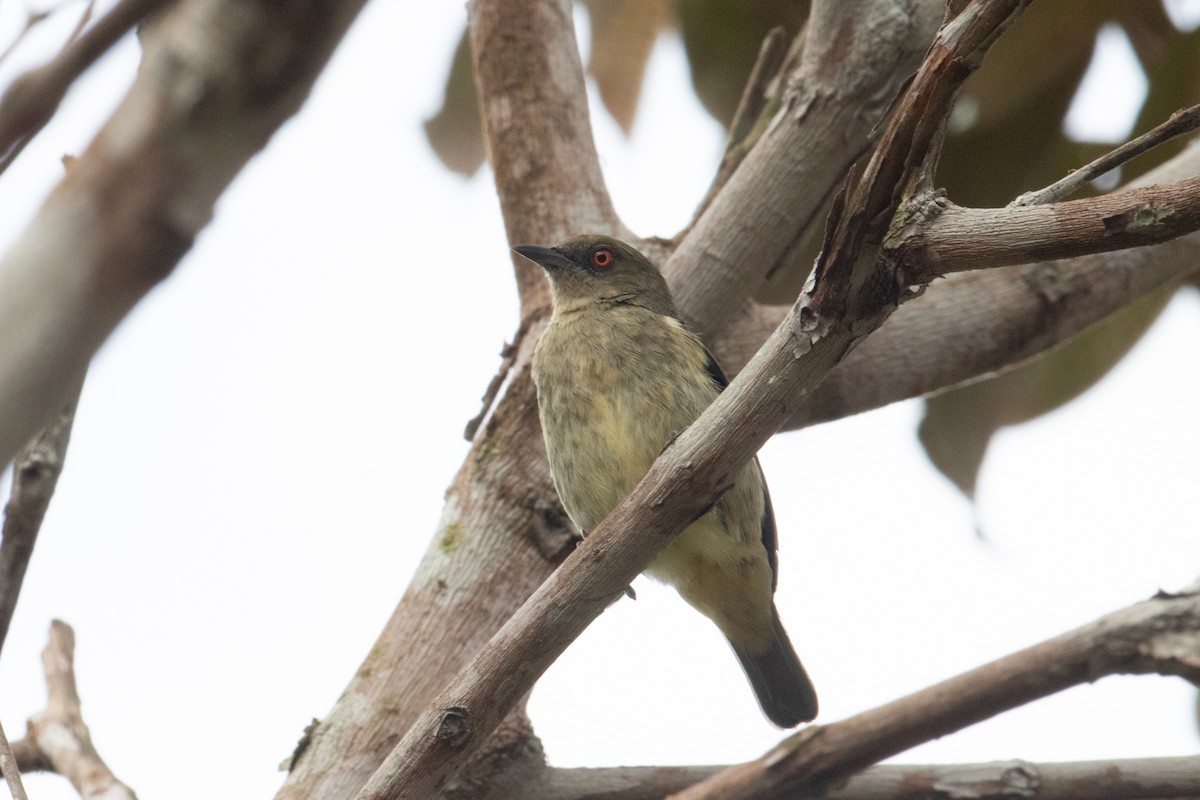 Yellow-bellied Dacnis - ML620492372