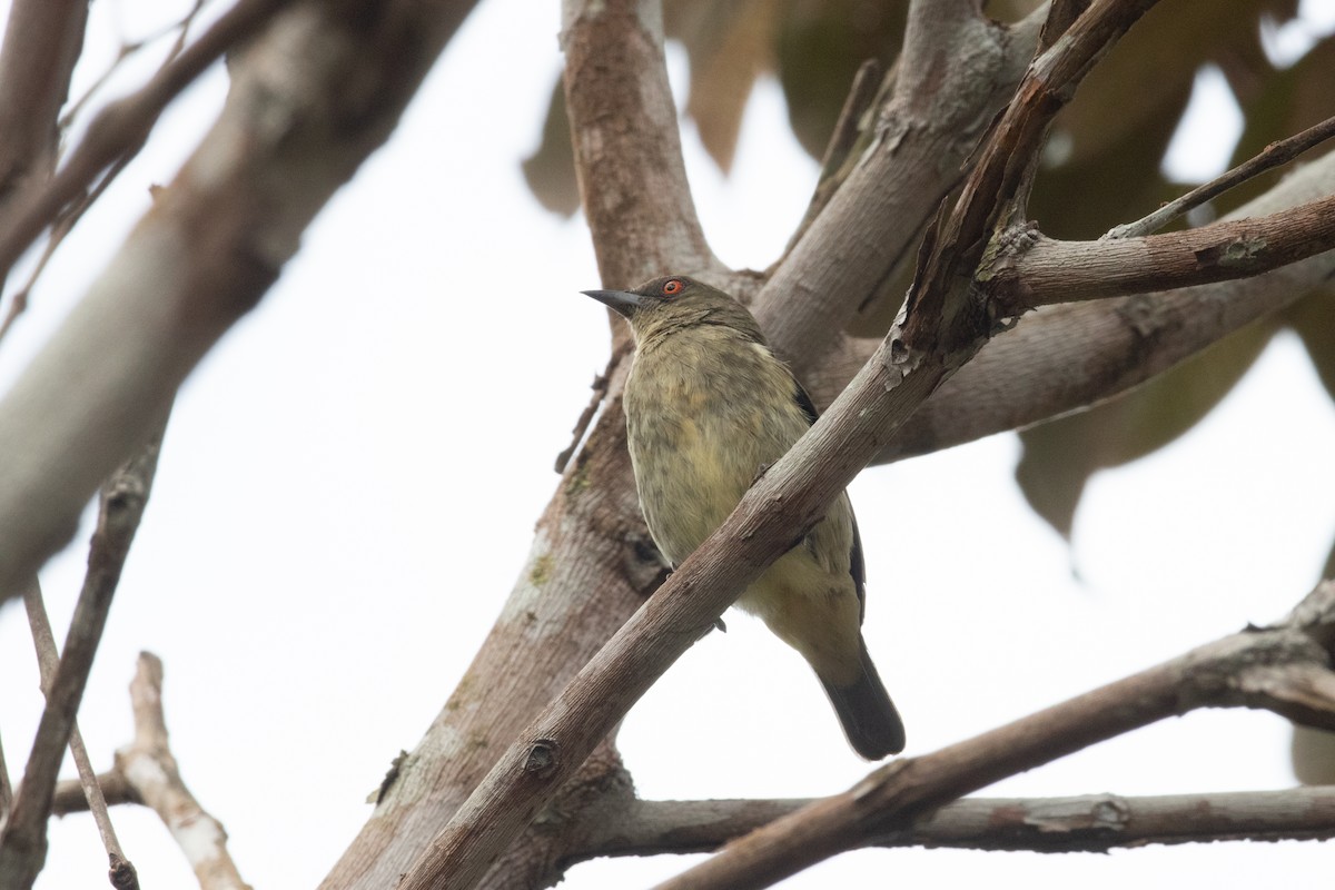 Yellow-bellied Dacnis - ML620492374