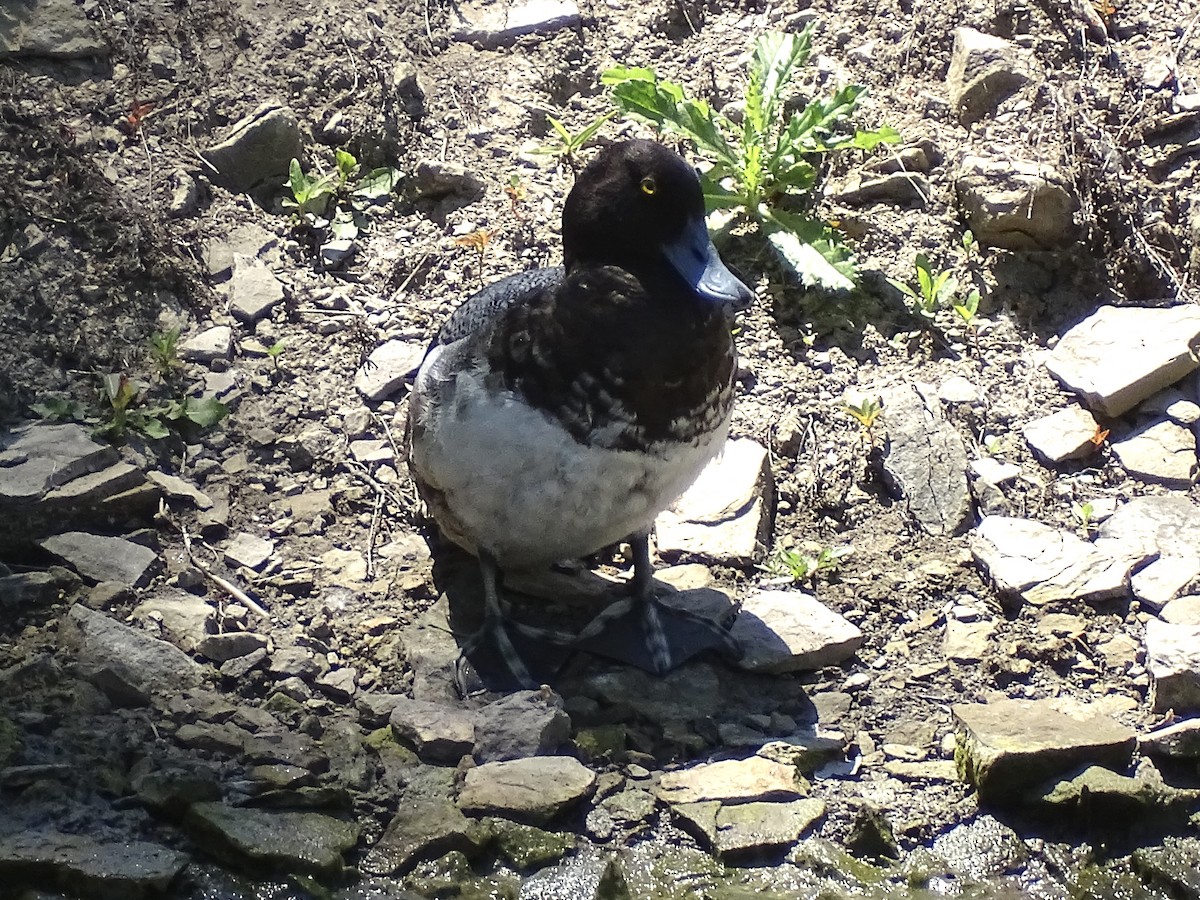 Greater Scaup - ML620492376