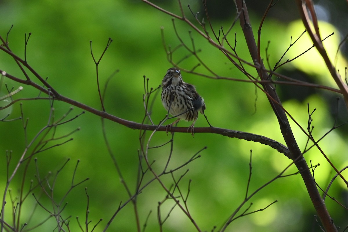 Song Sparrow - ML620492391