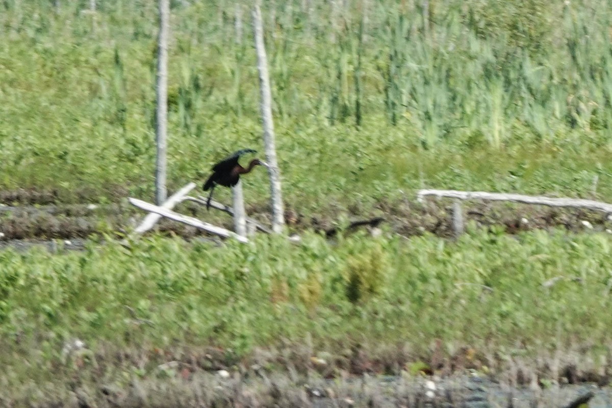 Glossy Ibis - ML620492400