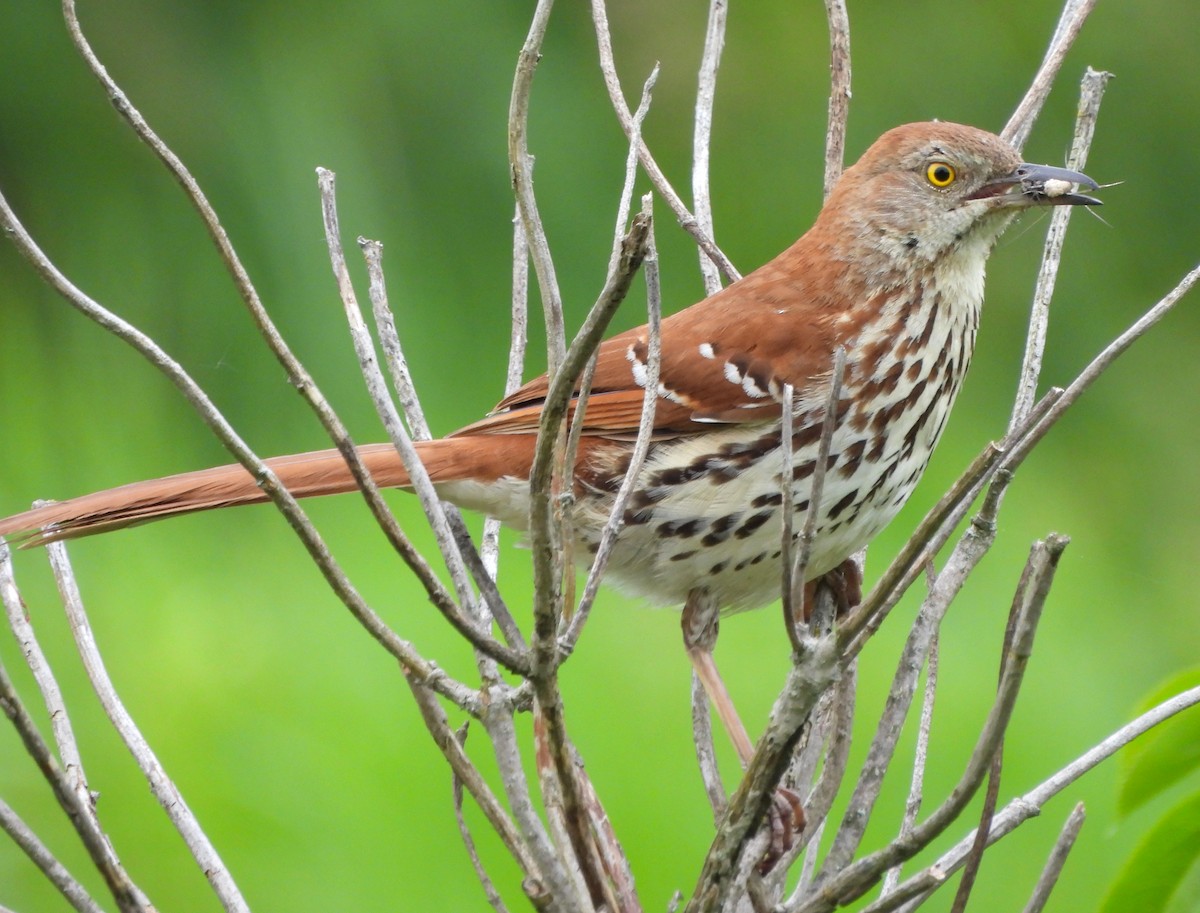 Brown Thrasher - ML620492402