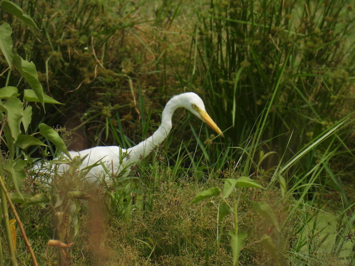 Great Egret - ML620492403