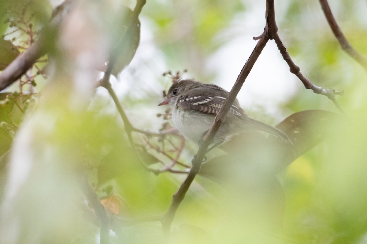 Small-billed Elaenia - ML620492409