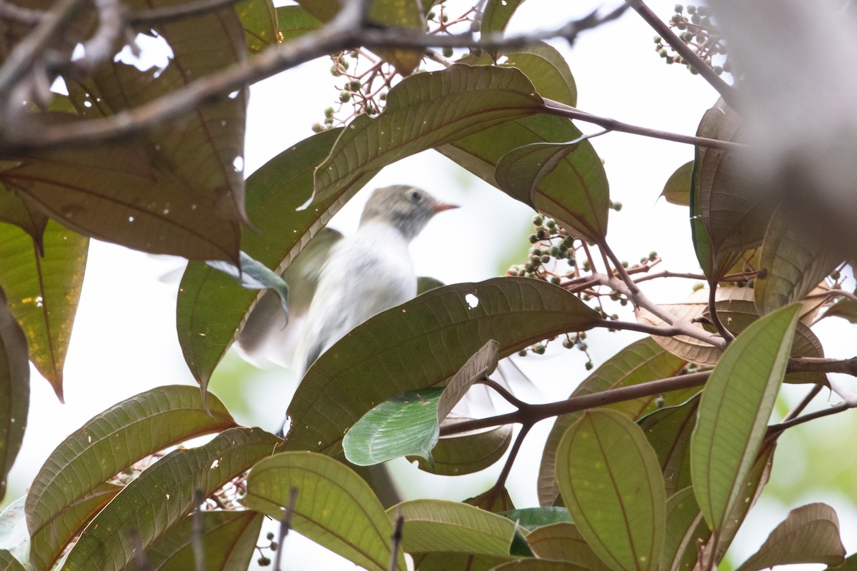 Small-billed Elaenia - ML620492414