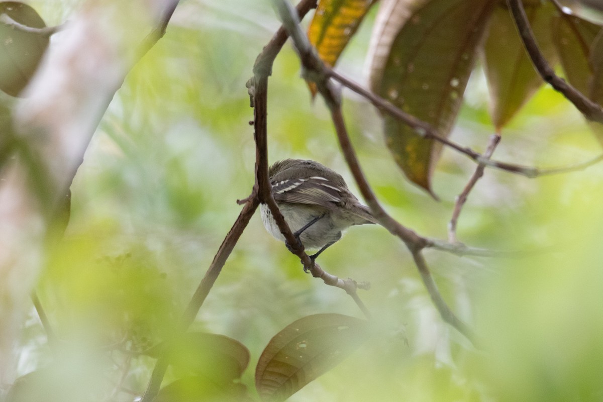 Small-billed Elaenia - ML620492415