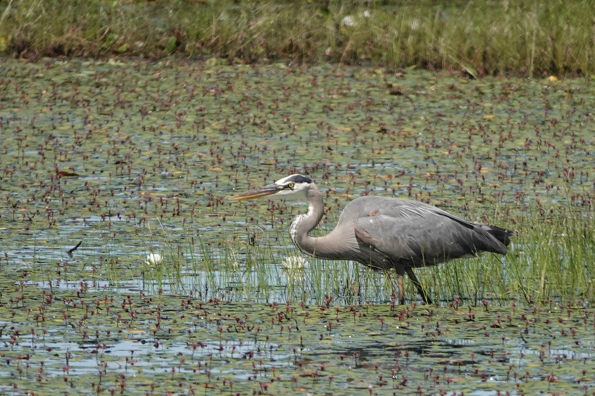 Great Blue Heron - ML620492416