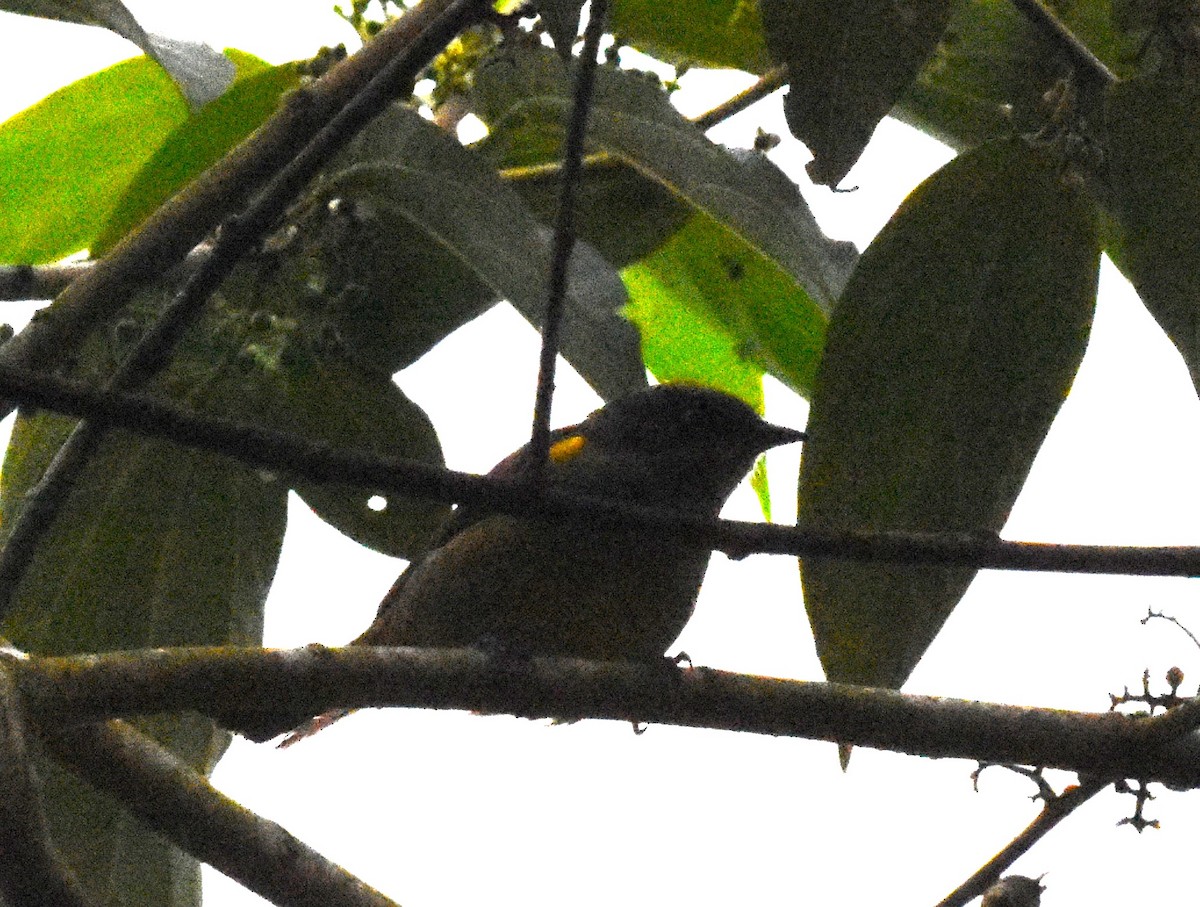 Dacnis à coiffe bleue - ML620492417