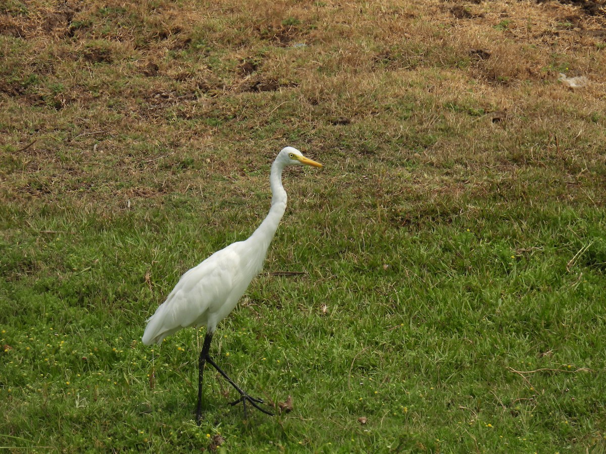 Great Egret - ML620492422