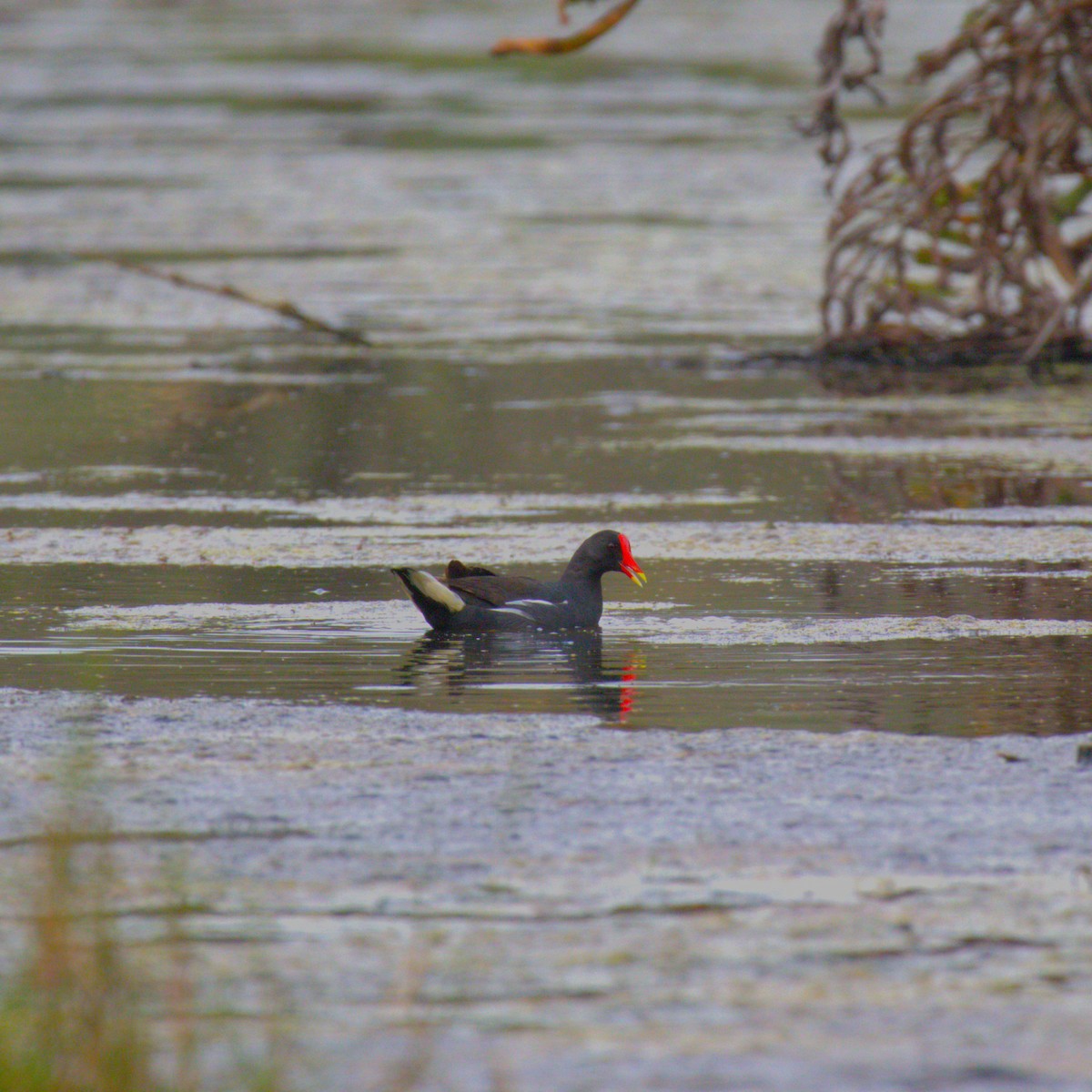 Eurasian Moorhen - ML620492424