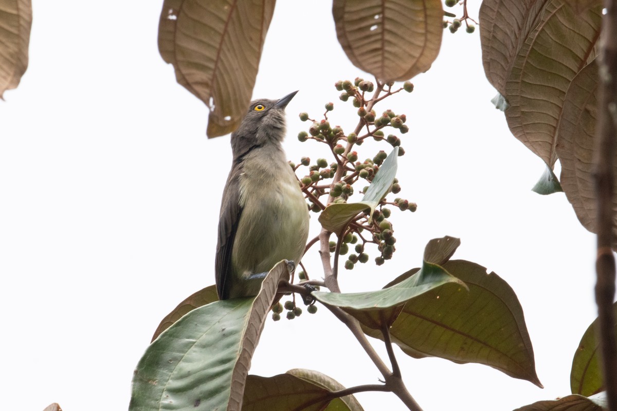 Black-faced Dacnis - ML620492428